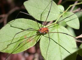 Leiobunum verrucosum Leiobunum verrucosum